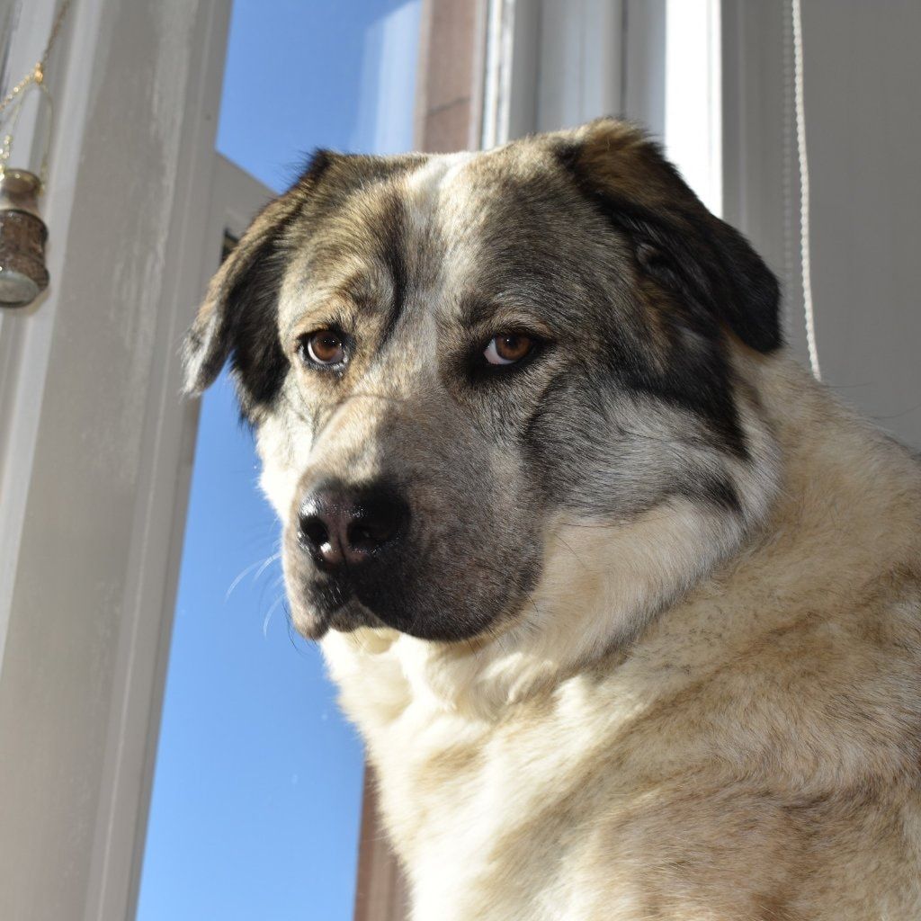 Portrait of Ranni, the dog