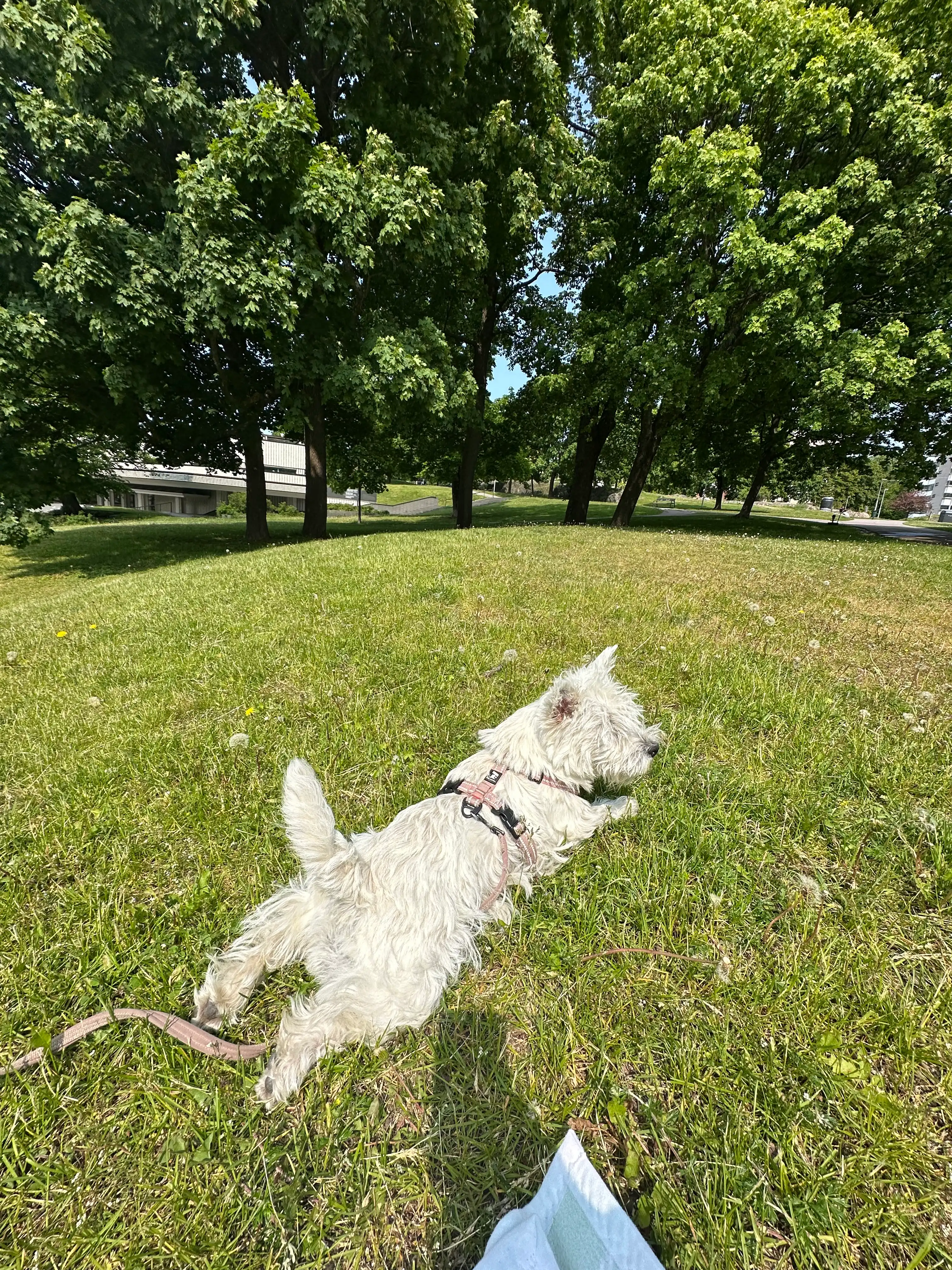 image-43