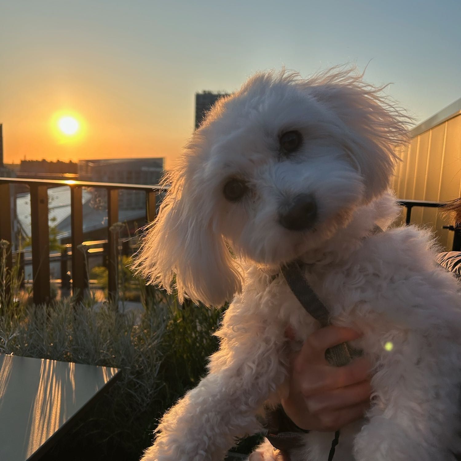 Portrait de Toopy, la dog