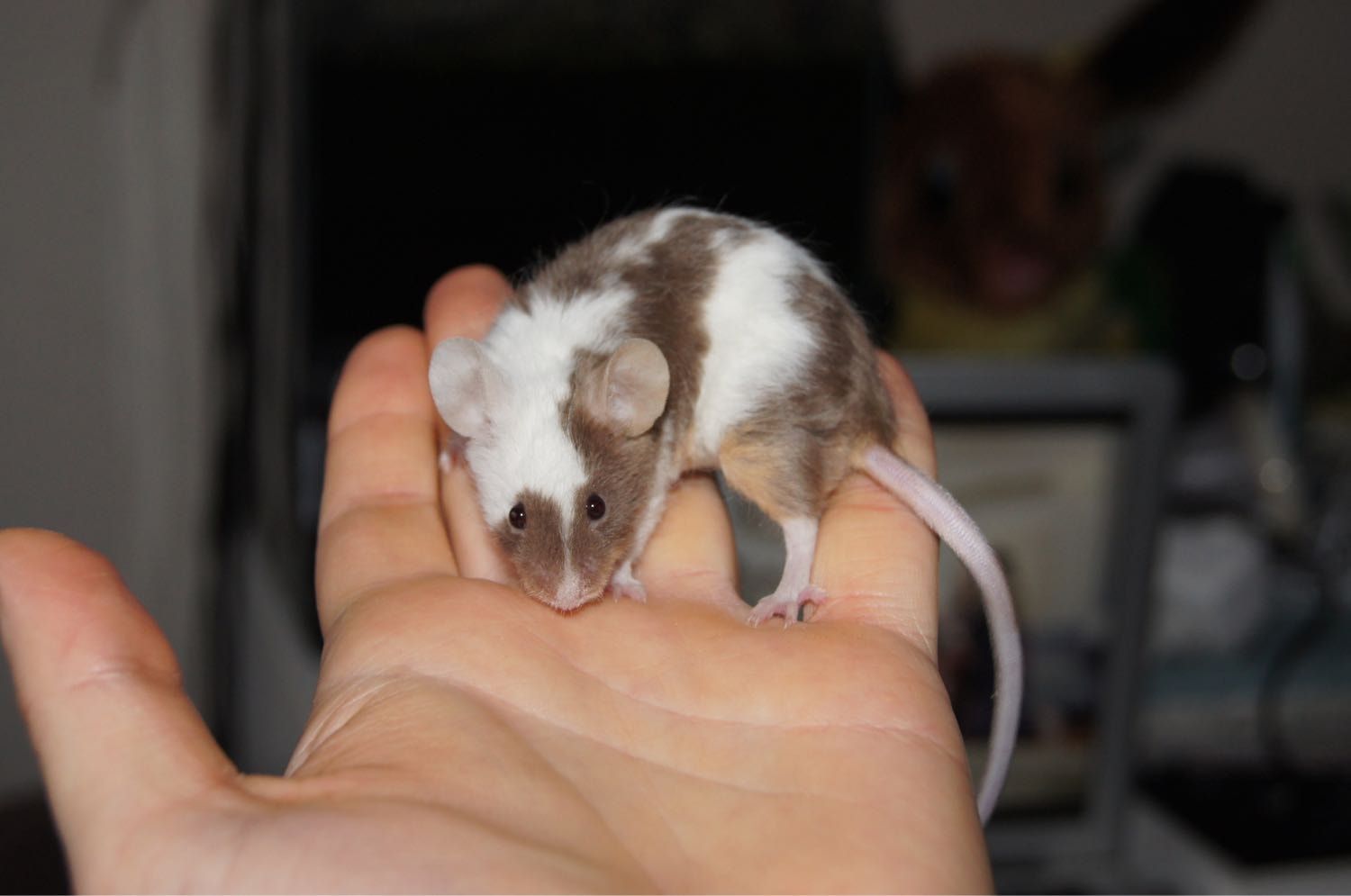 image-38
