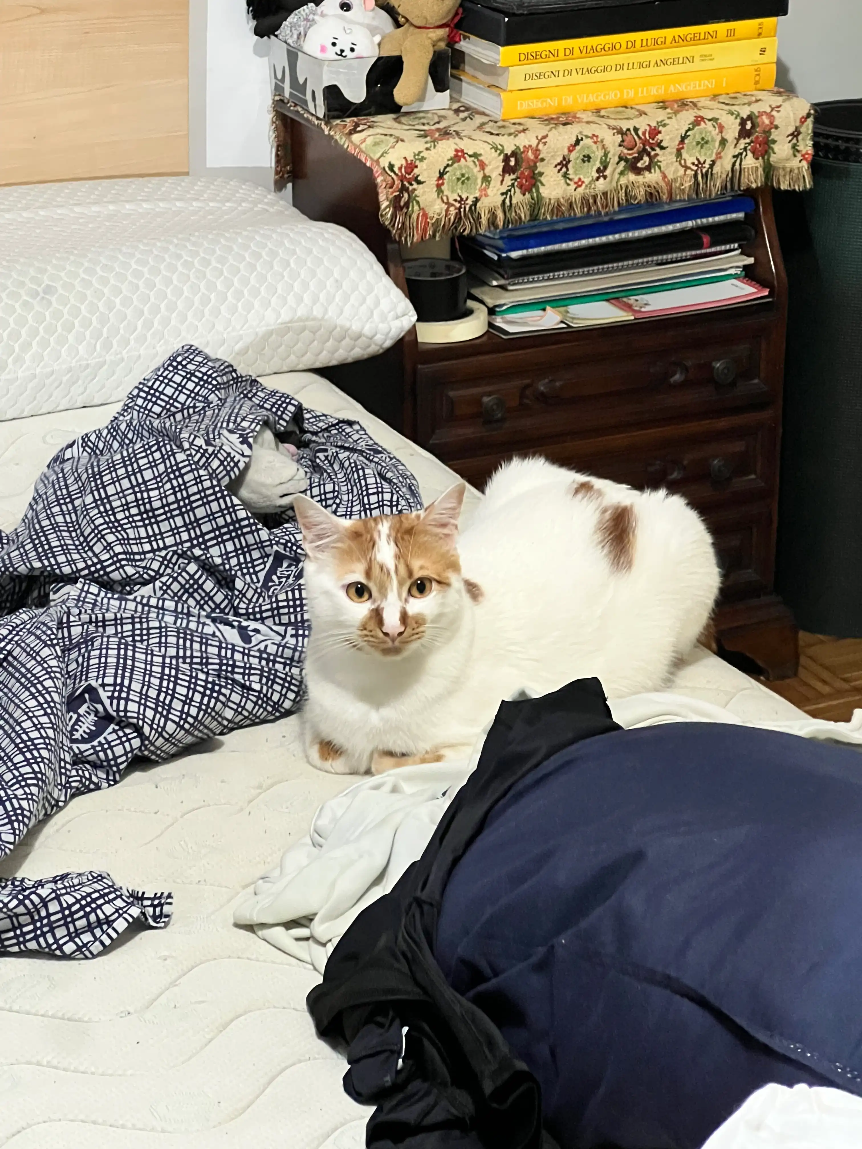 image-8