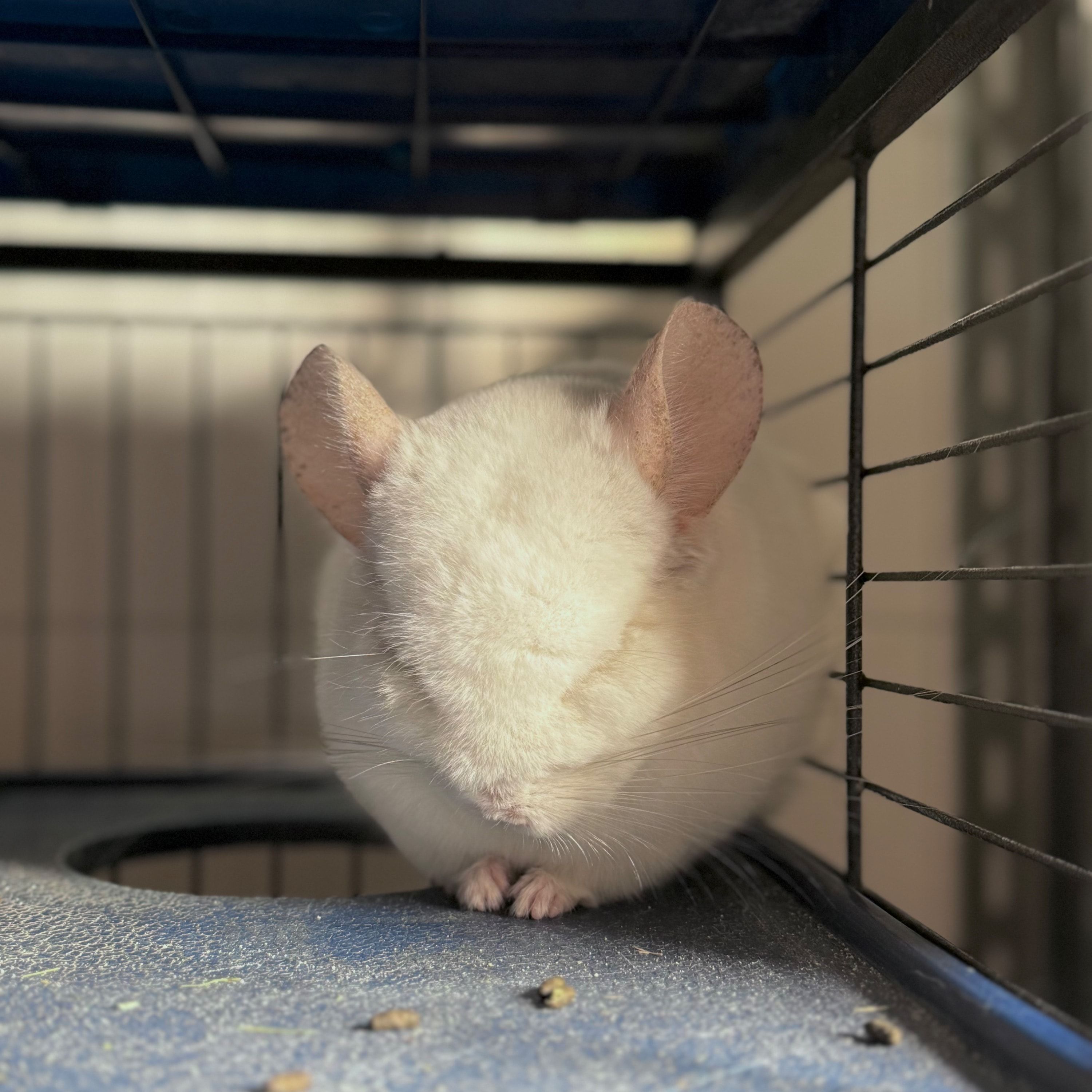 Foto di Olaf , il guineaPig