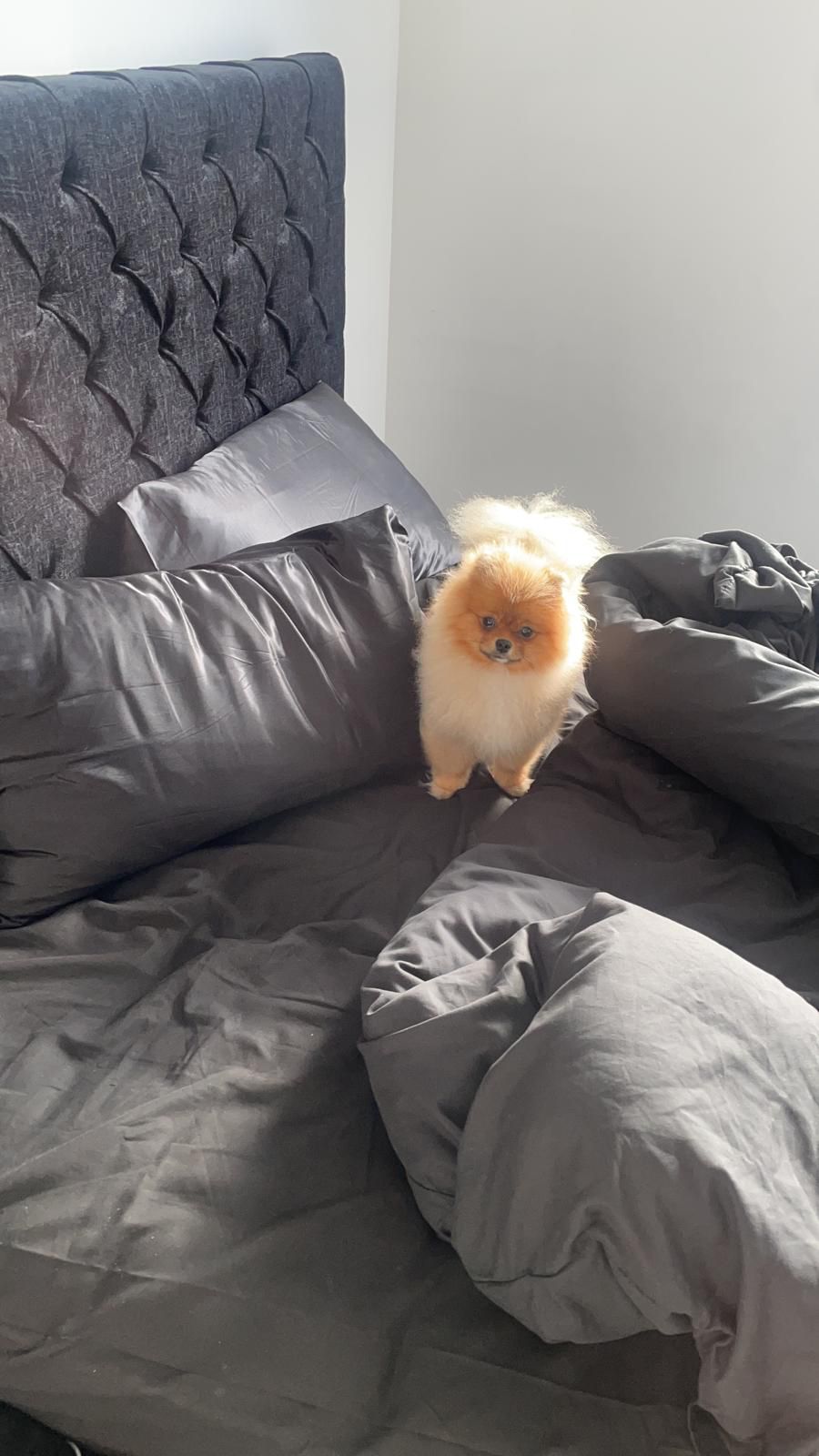 image-8