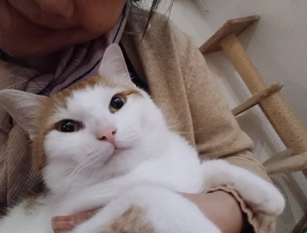 image-7