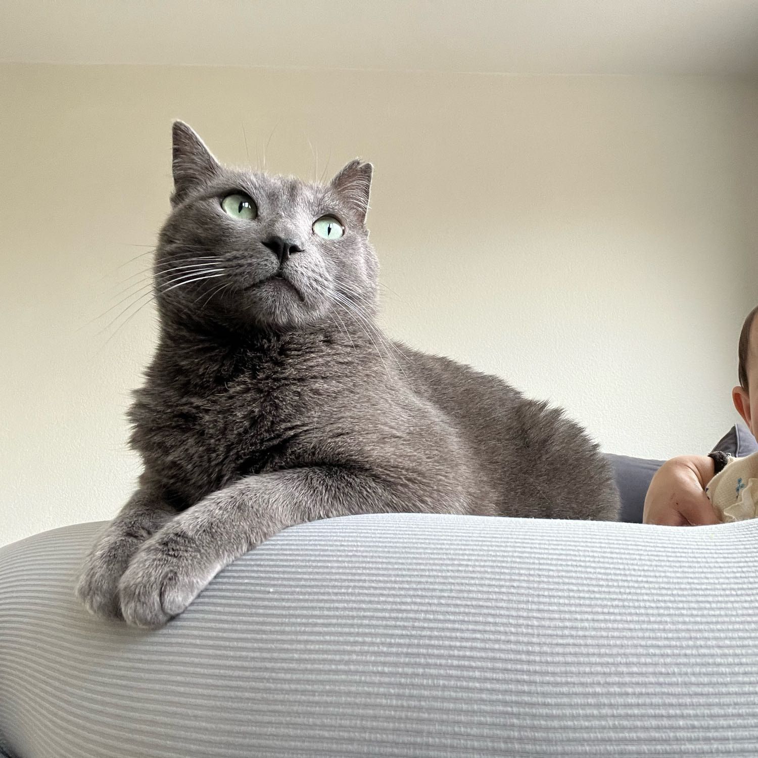 Portretfoto van lolita, de cat