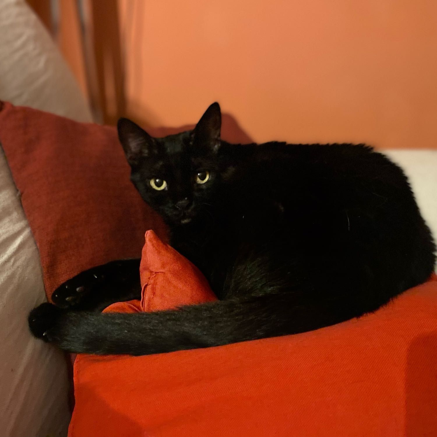 Foto di Luna, il cat