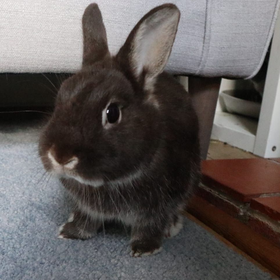 Portrait of Dusty, the rabbit
