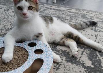 Portretfoto van Pompi, de cat