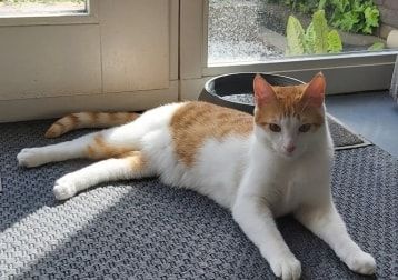 Portretfoto van Freek, de cat