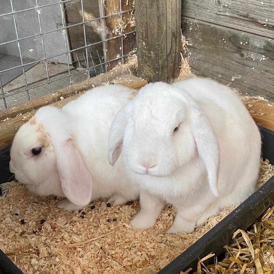 Portretfoto van Bob en Billie, de rabbit
