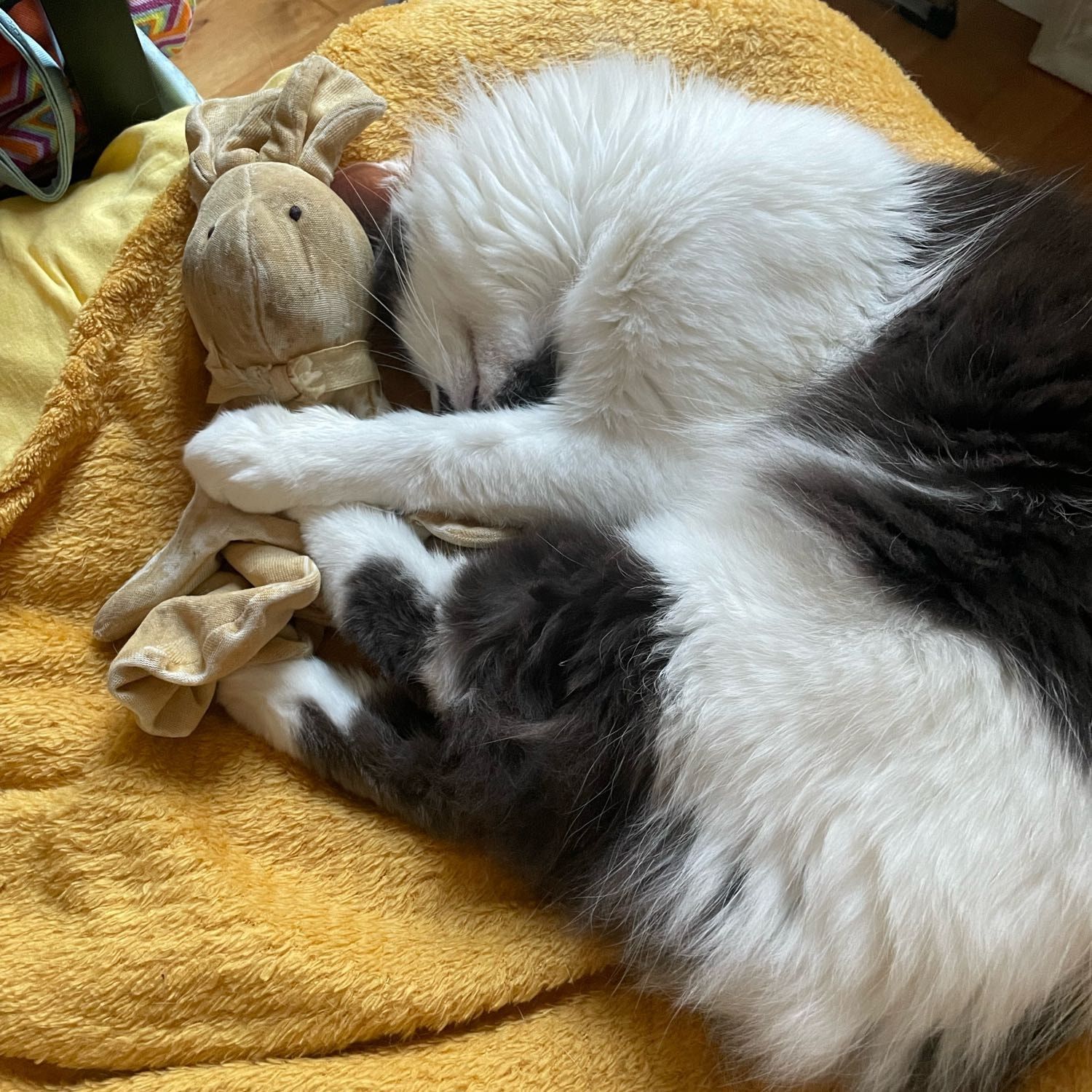 Portrait de Twister, la cat