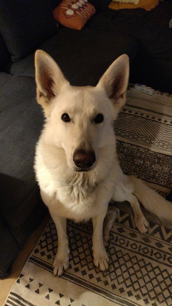 Foto di Noor, il dog