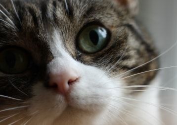 Portrait of Winny, the cat