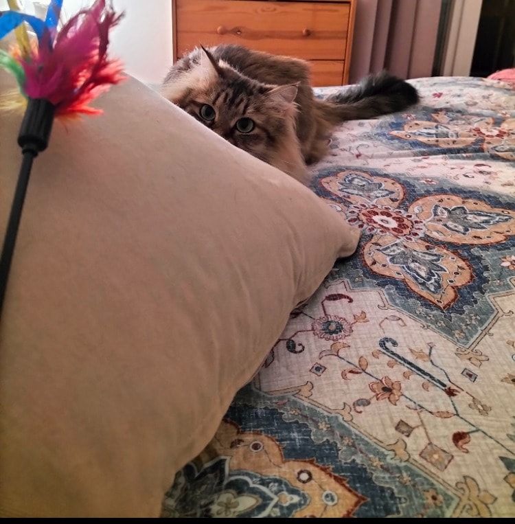 image-6