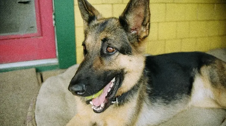 image-3