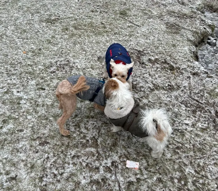 image-4