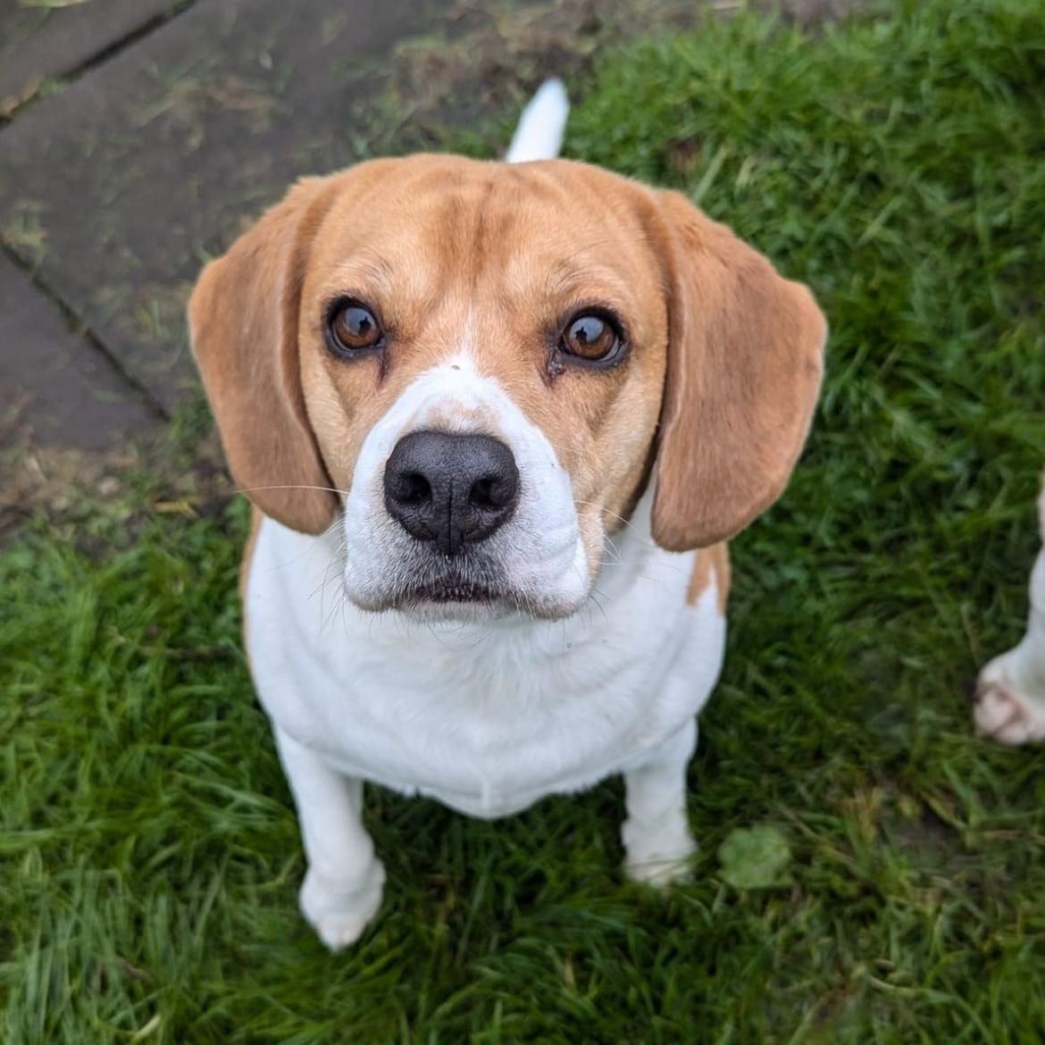 Portrait of Nellie, the dog