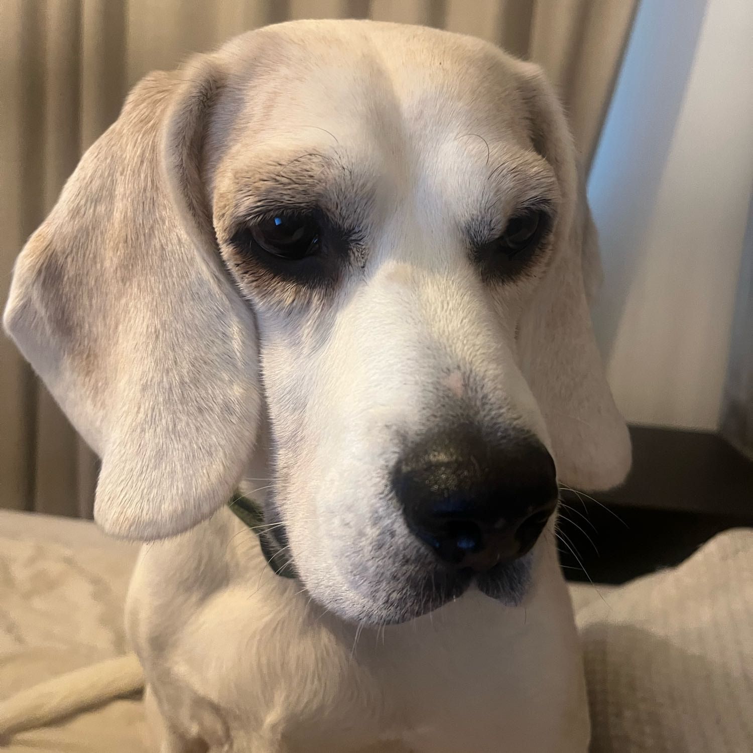 Portrait of Rogan, the dog