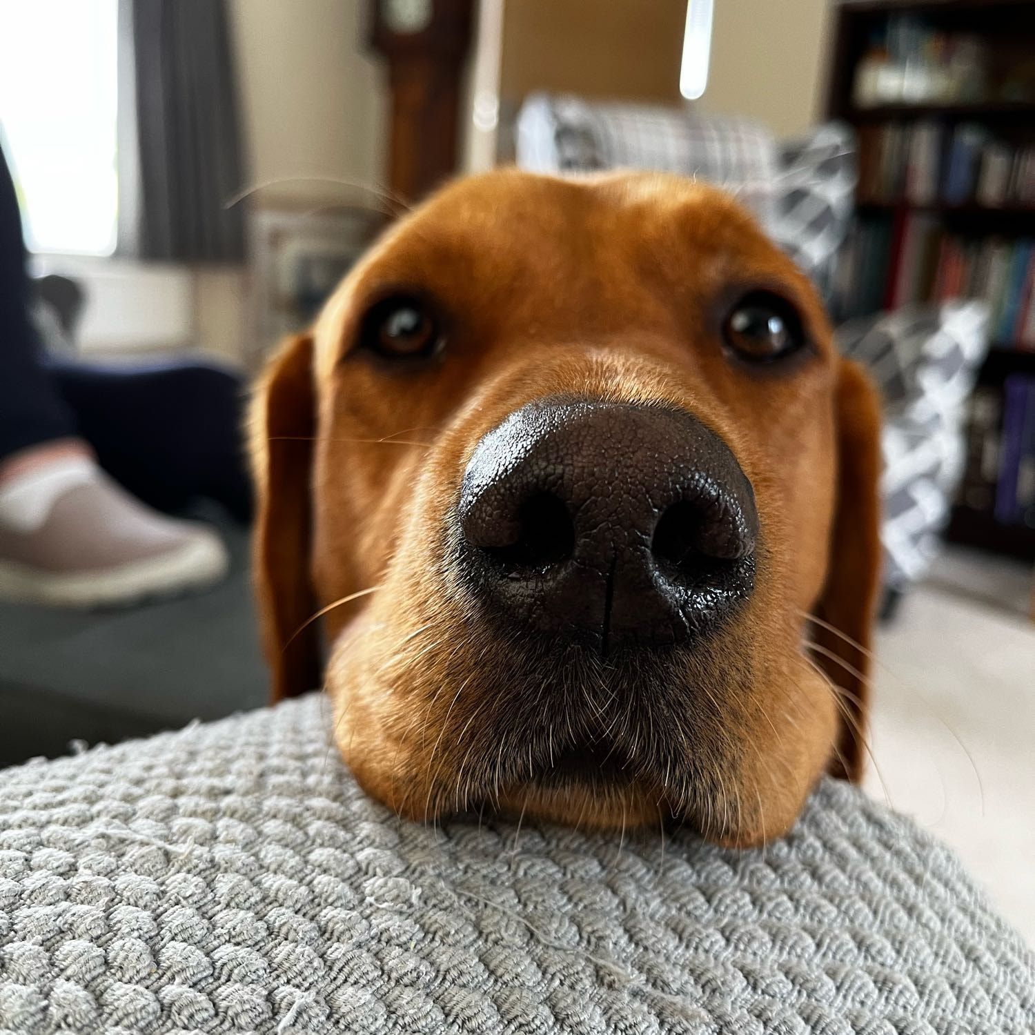 Portrait of Truffle, the dog