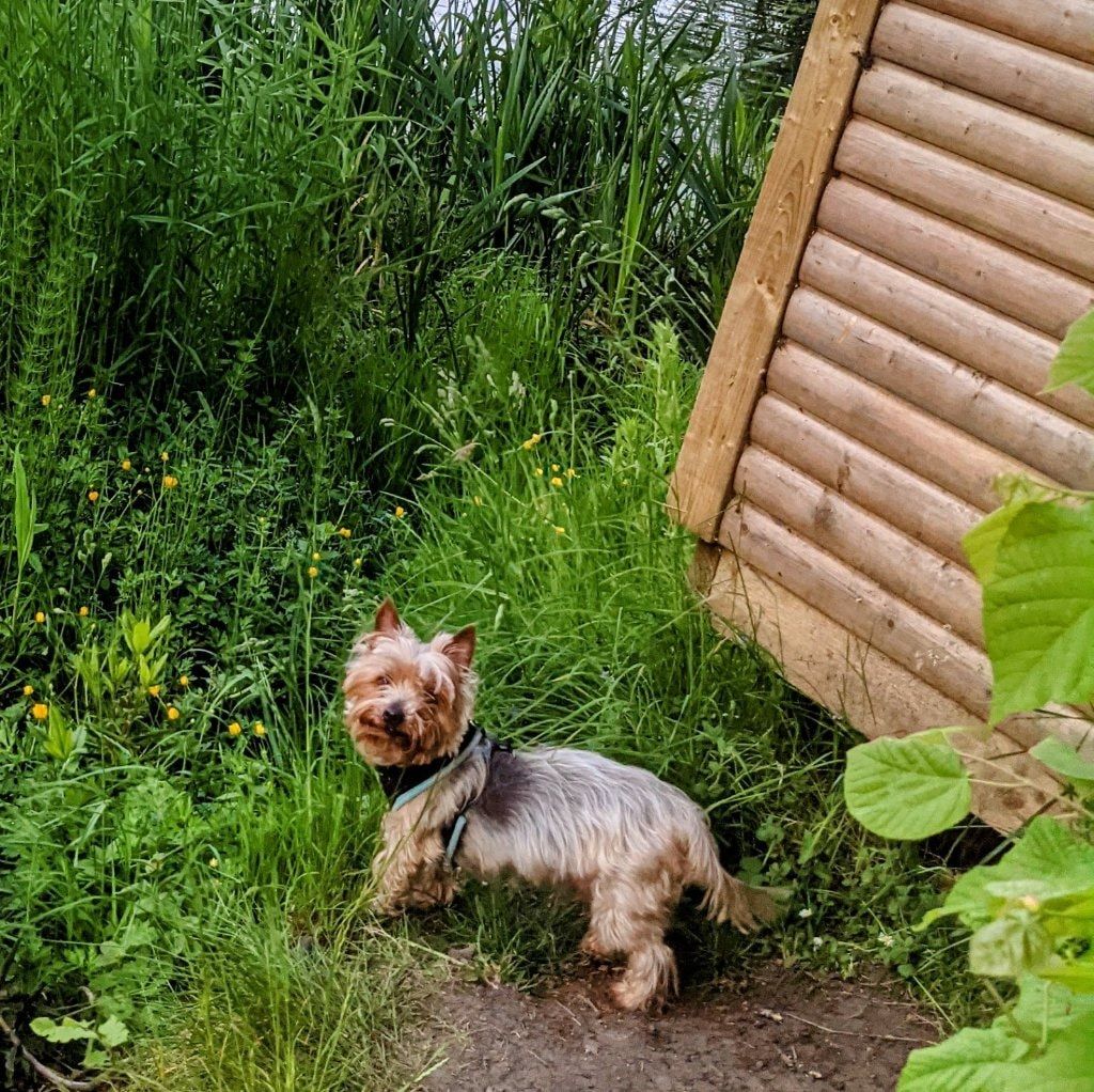 Portrait of Henry, the dog