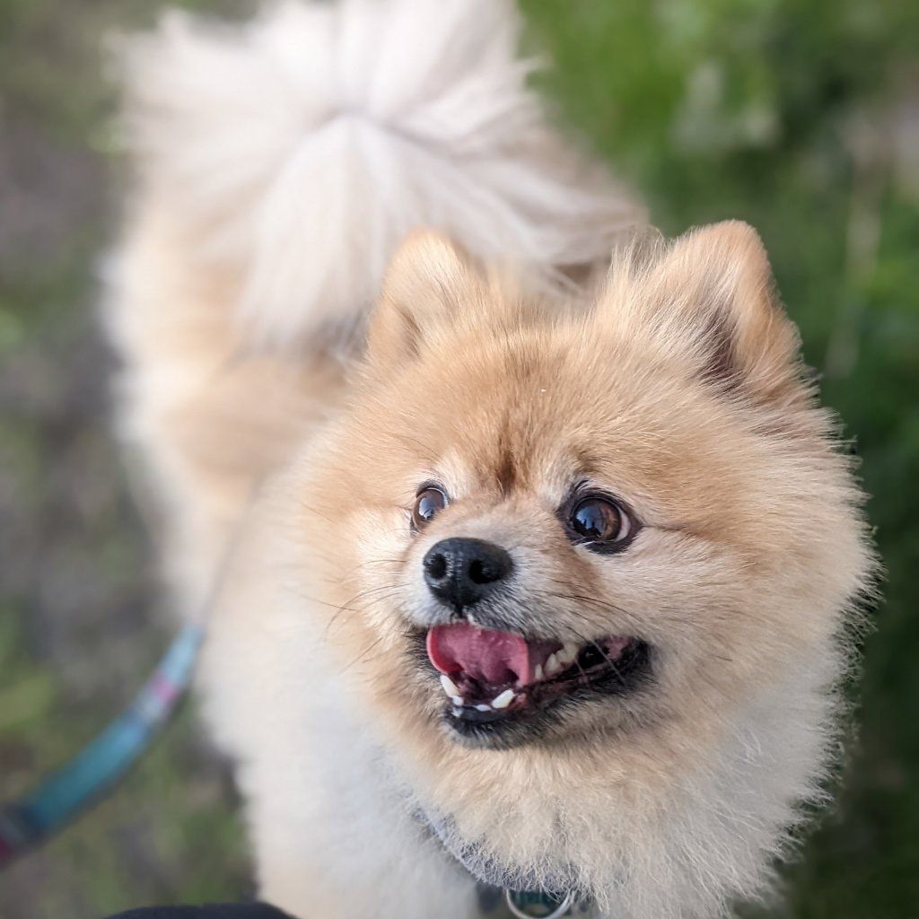 Portrait of Loki, the dog