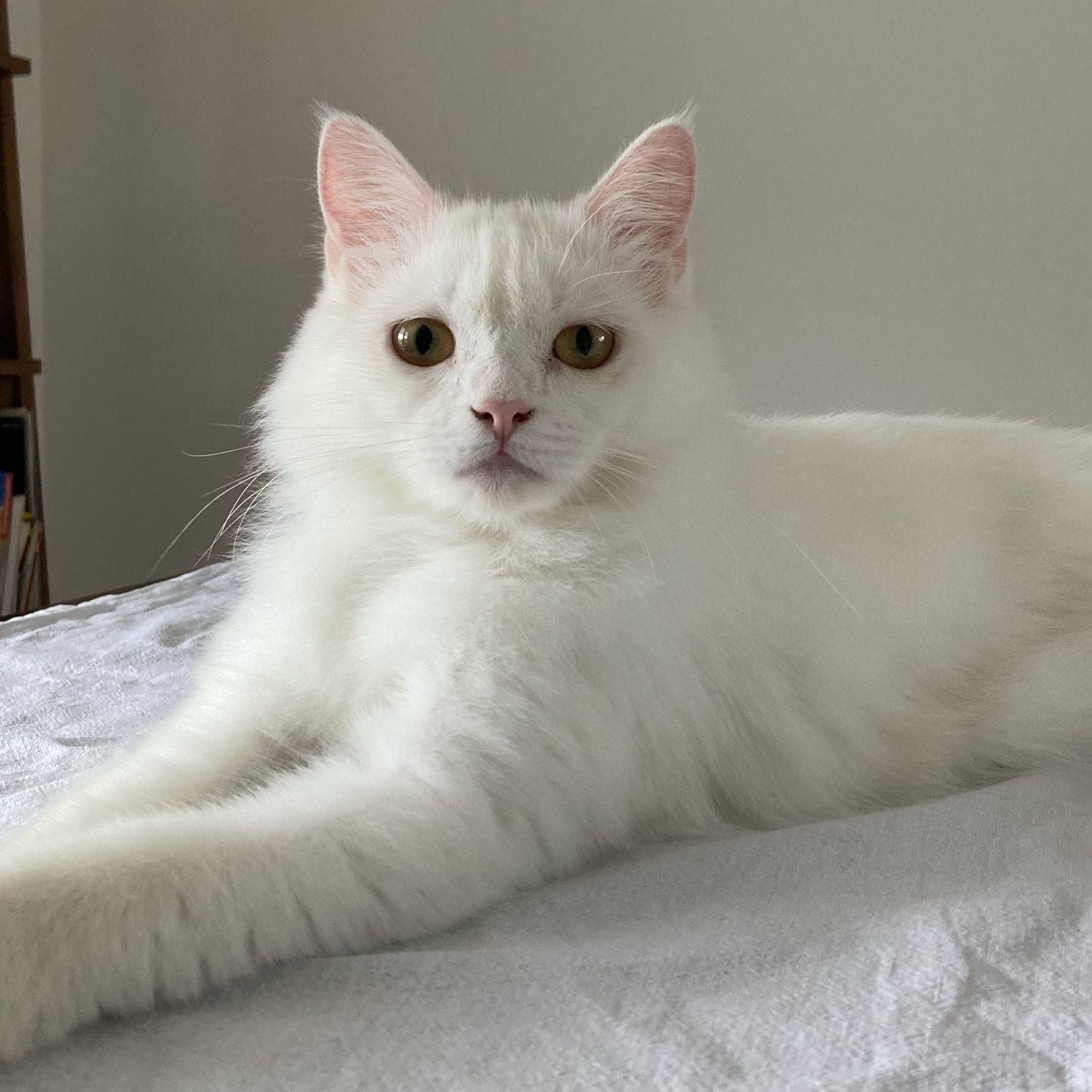Portrait of Nico , the cat