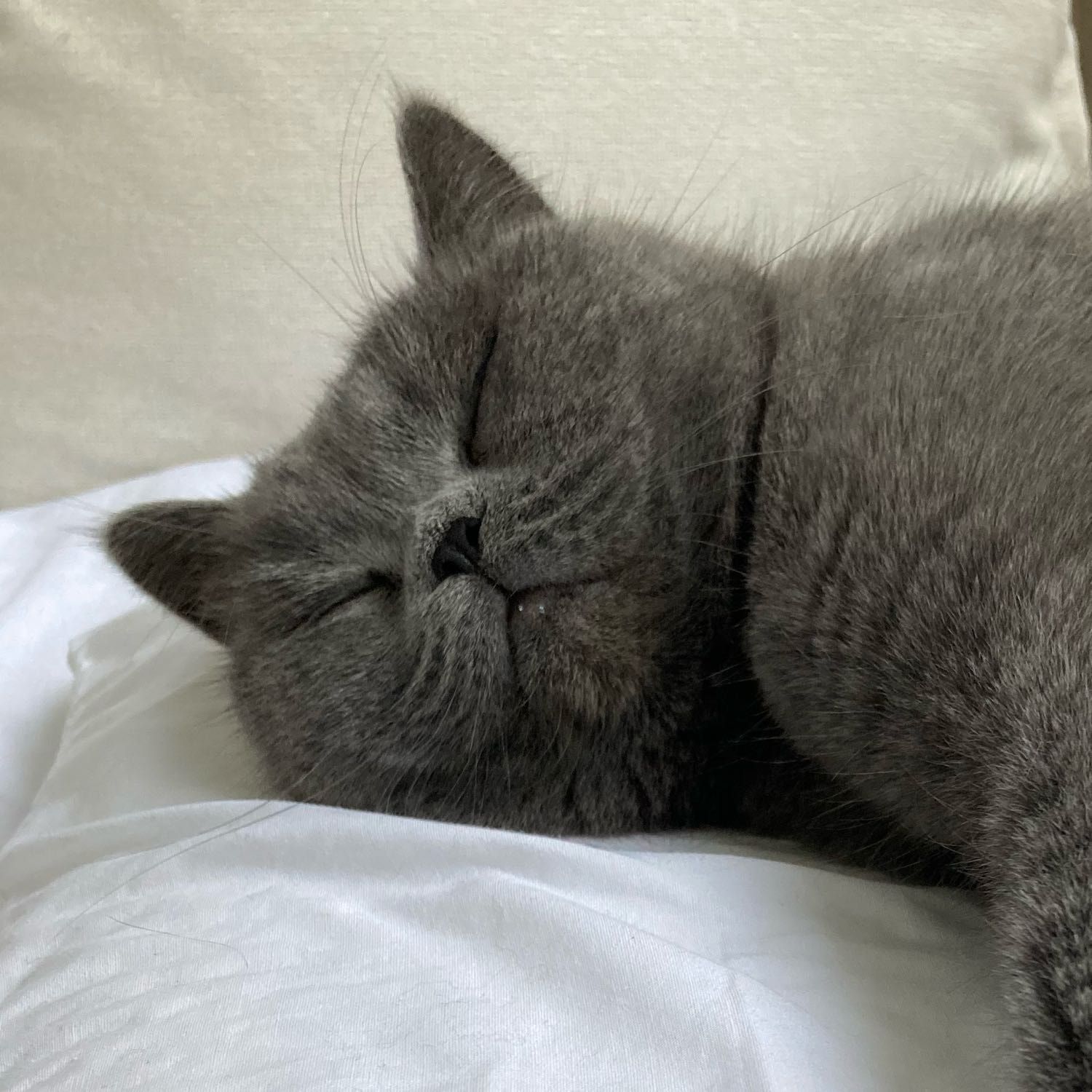 Portrait of Lilibet , the cat