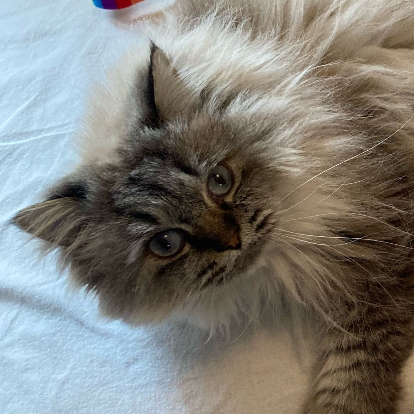 Portrait of Juliet , the cat