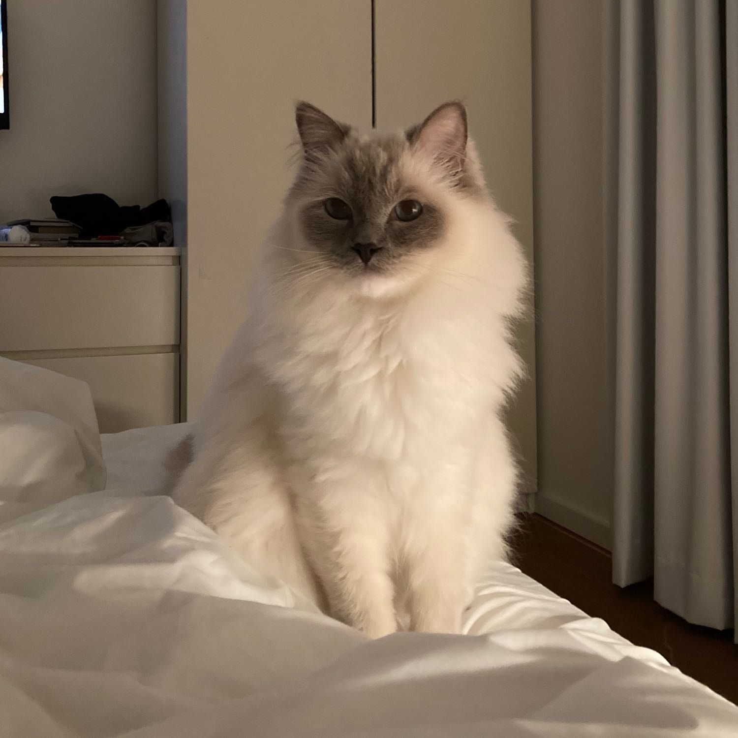 Portrait of Botti, the cat