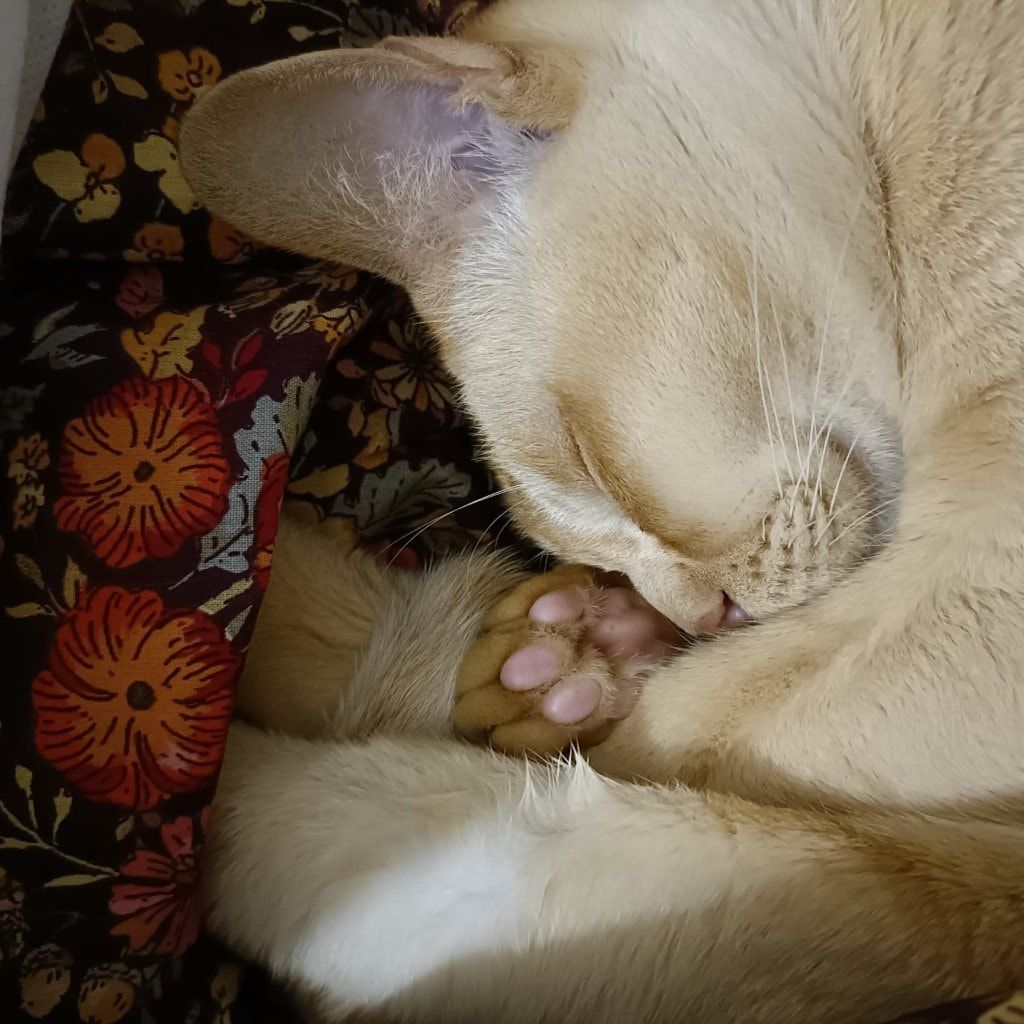 Portrait of Bartholomeow , the cat