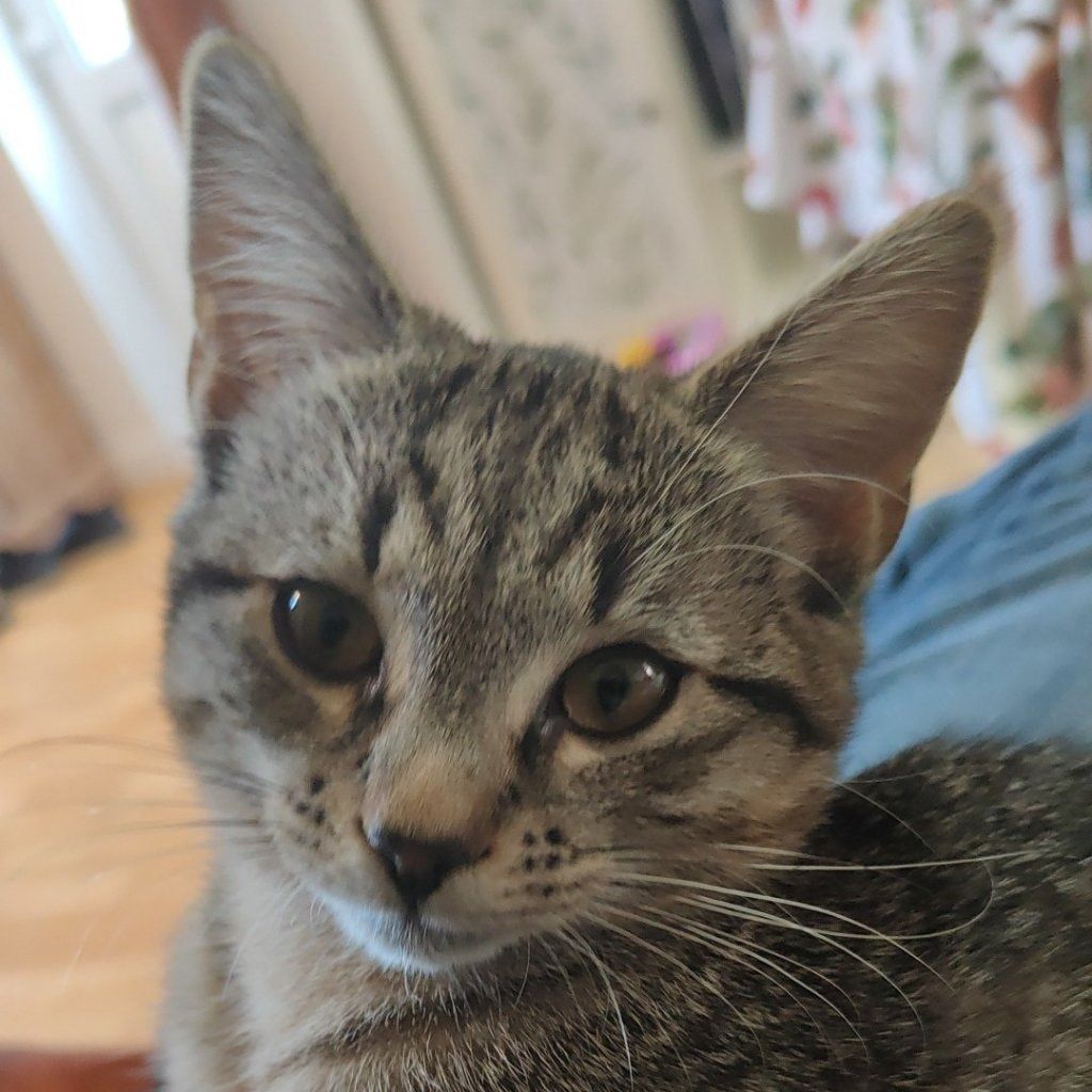 Portrait of Bella, the cat