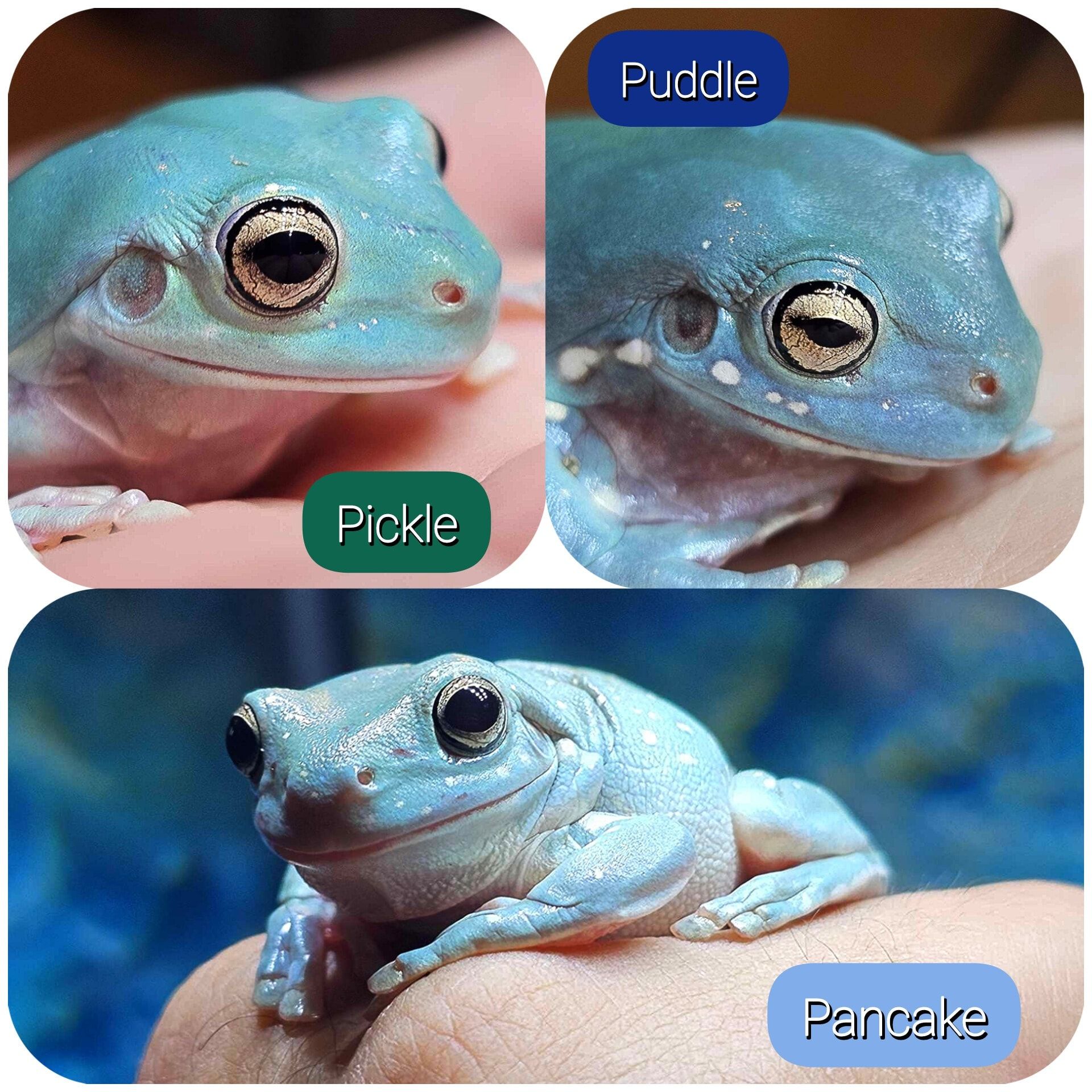 Portrait of Pickle, puddle and pancake , the reptile