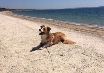 Portrait of Jack, the dog