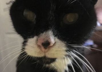 Portrait of Clyde, the cat