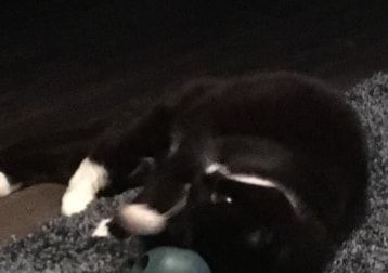 Portrait of Bonnie, the cat
