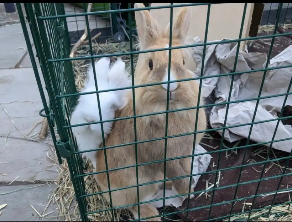 image-16