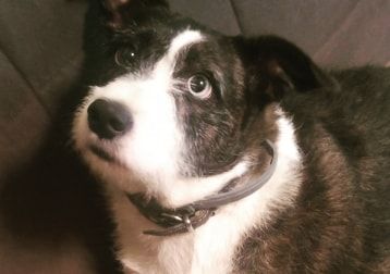 Portretfoto van Kiki, de dog