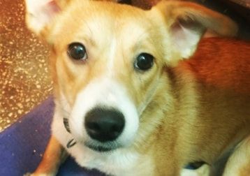 Portretfoto van Rita, de dog