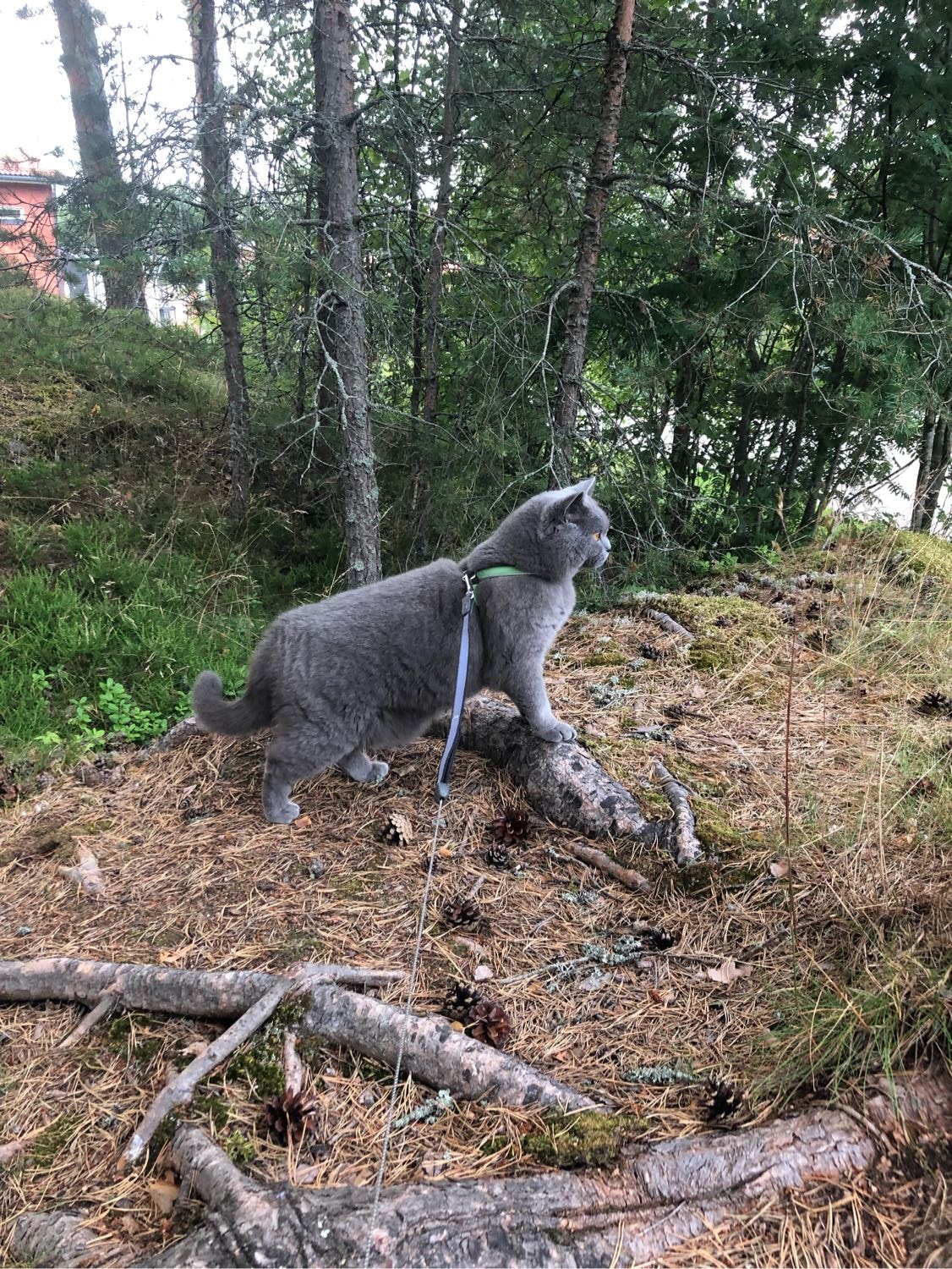 image-4
