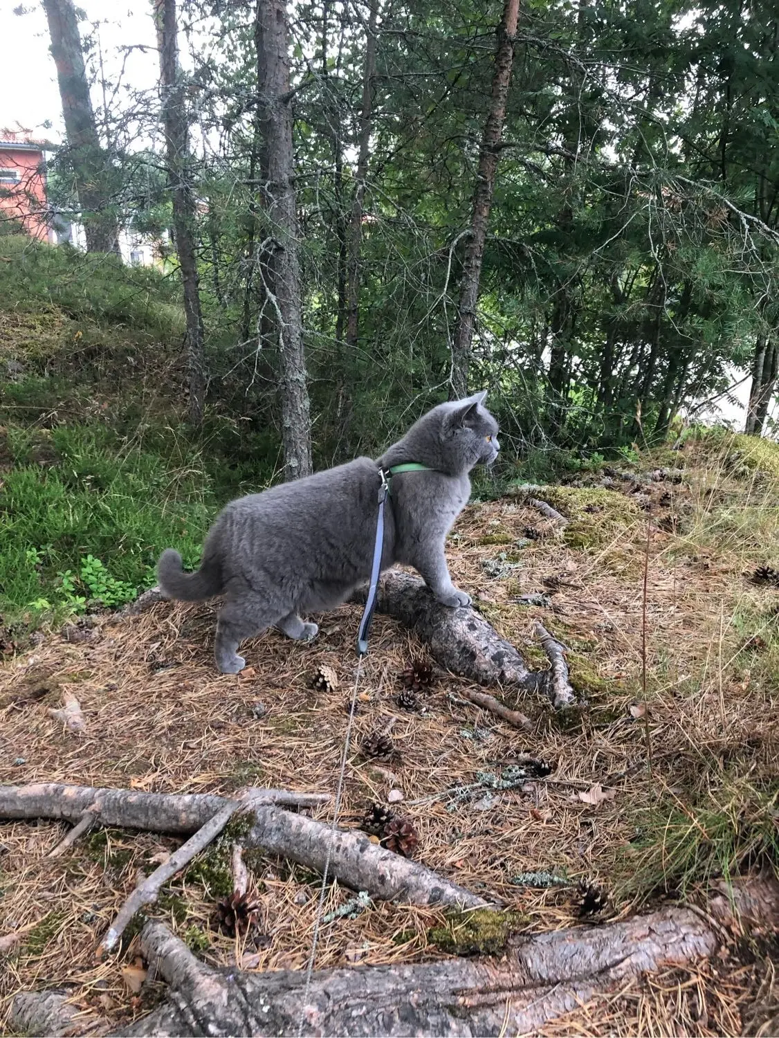image-4