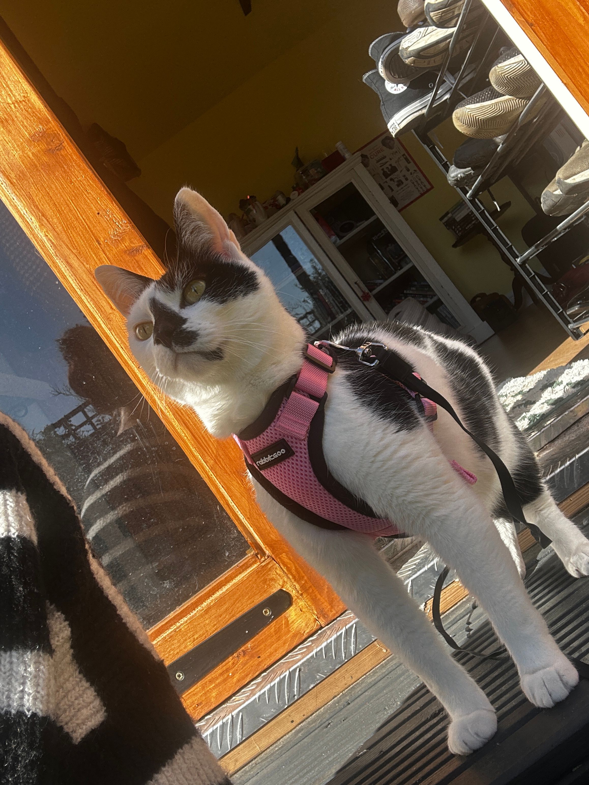 image-7