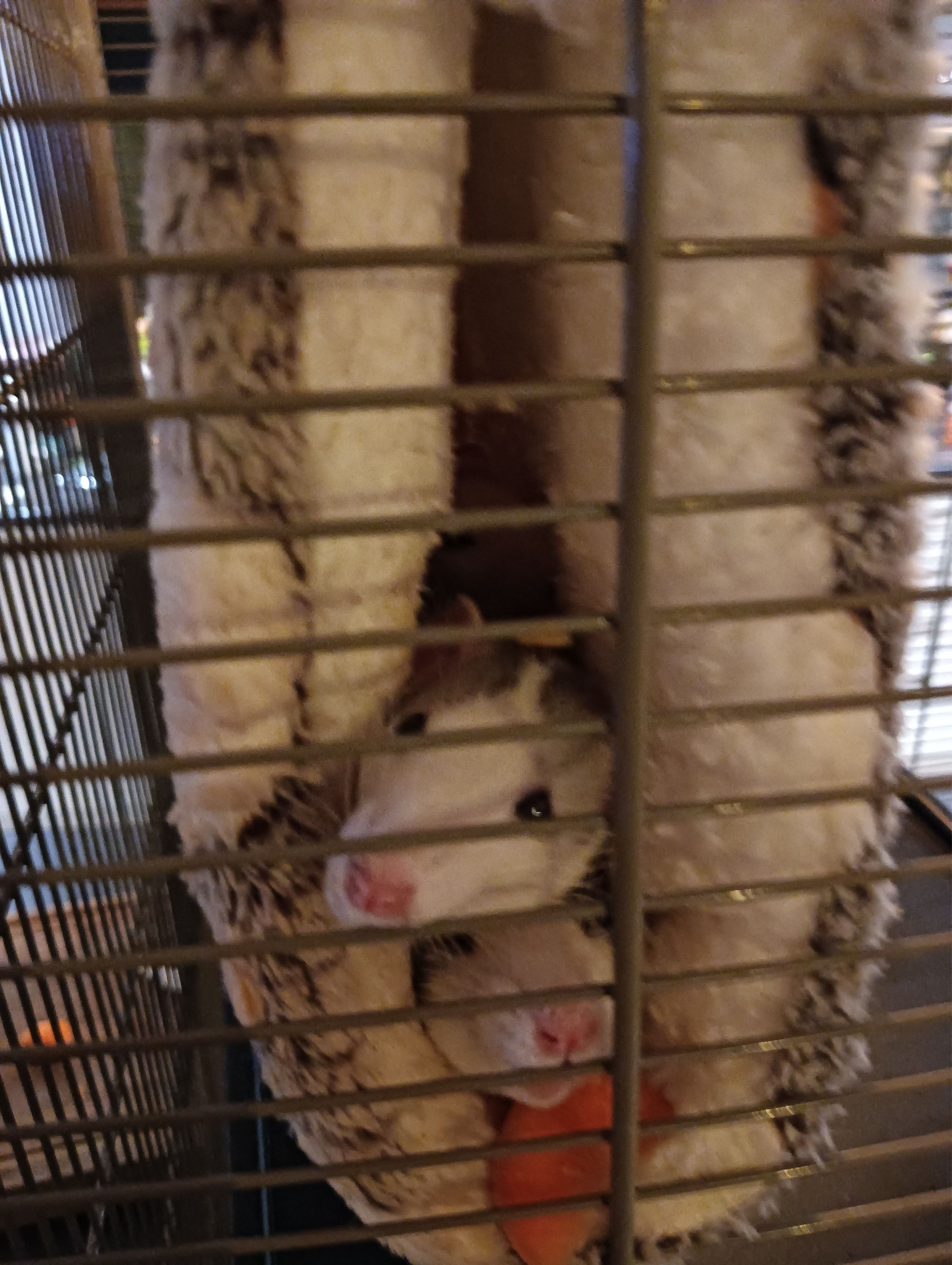 image-7