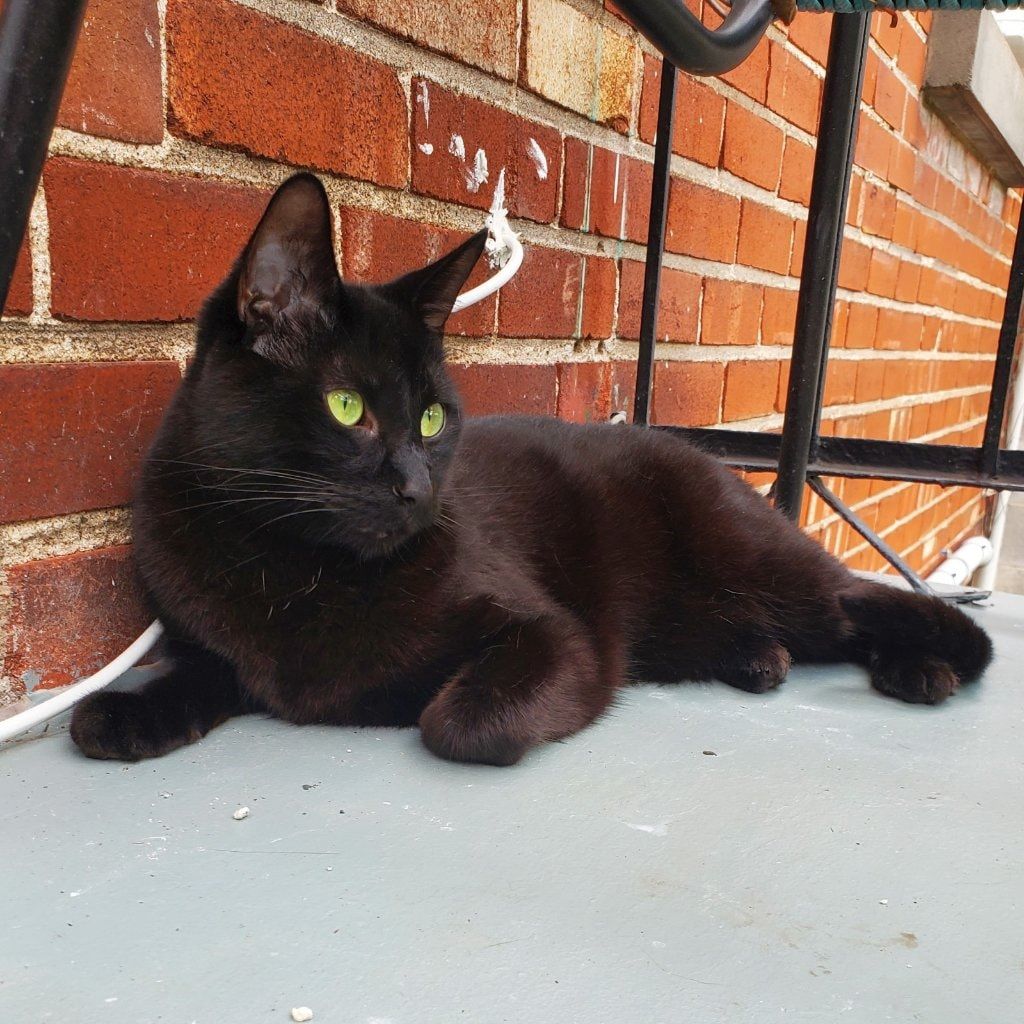 Portrait of Gaspard, the cat