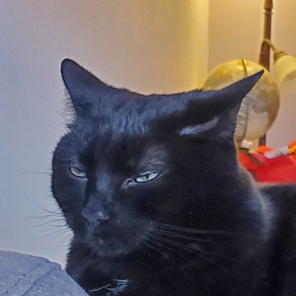 Portrait of Dalida, the cat