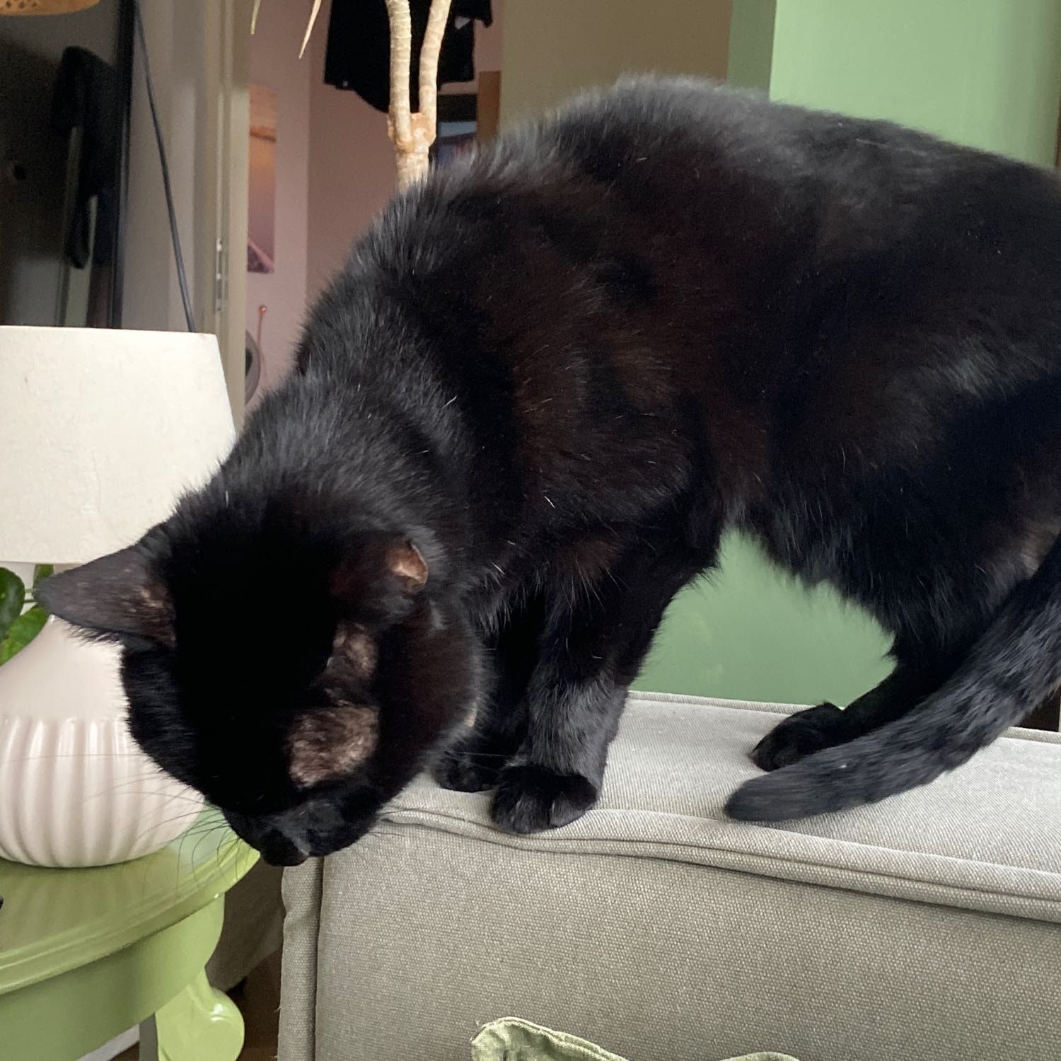 Portretfoto van Dj, de cat