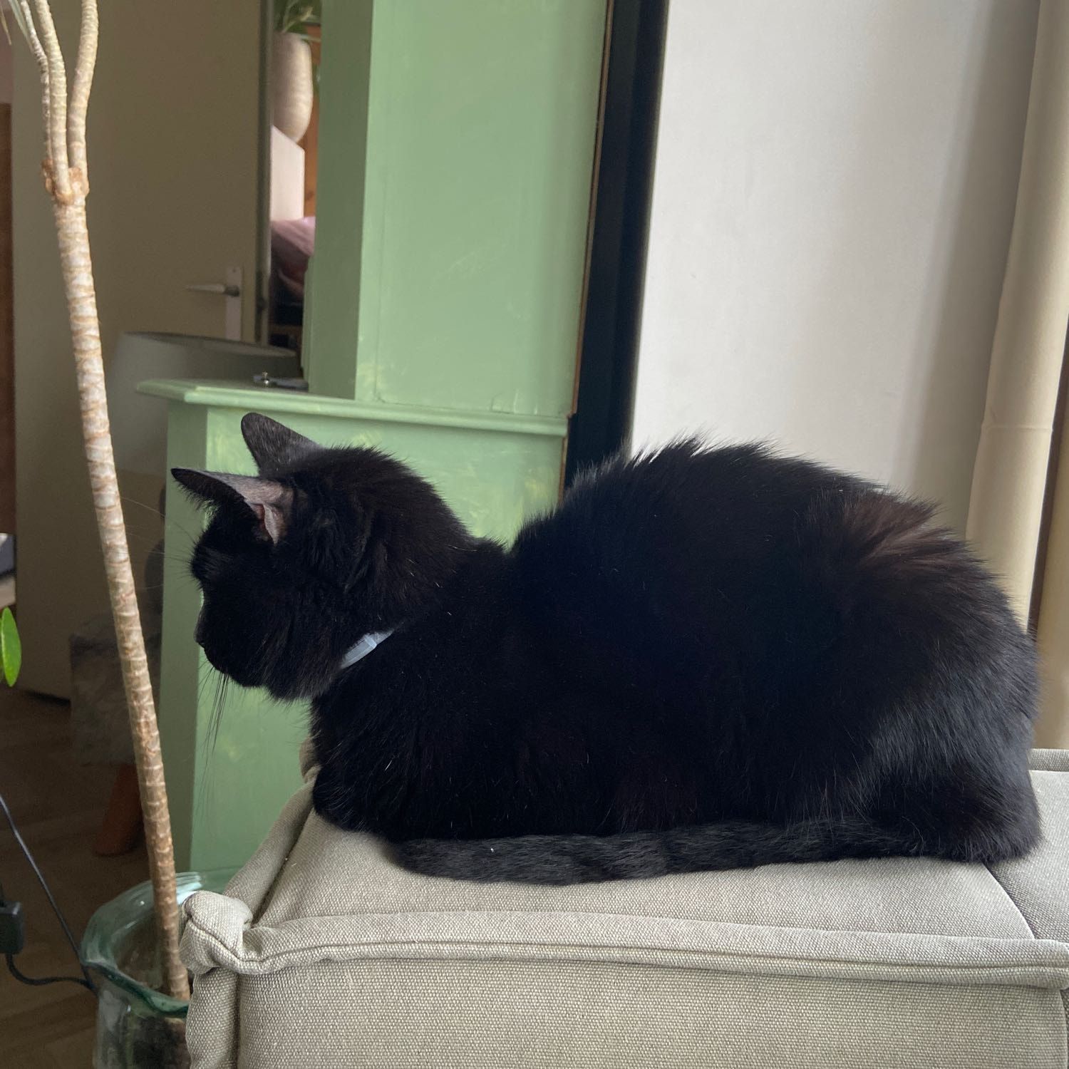 Portretfoto van DJ, de cat