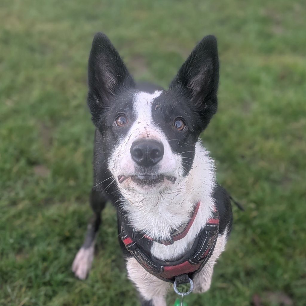 Portrait of Romi, the dog