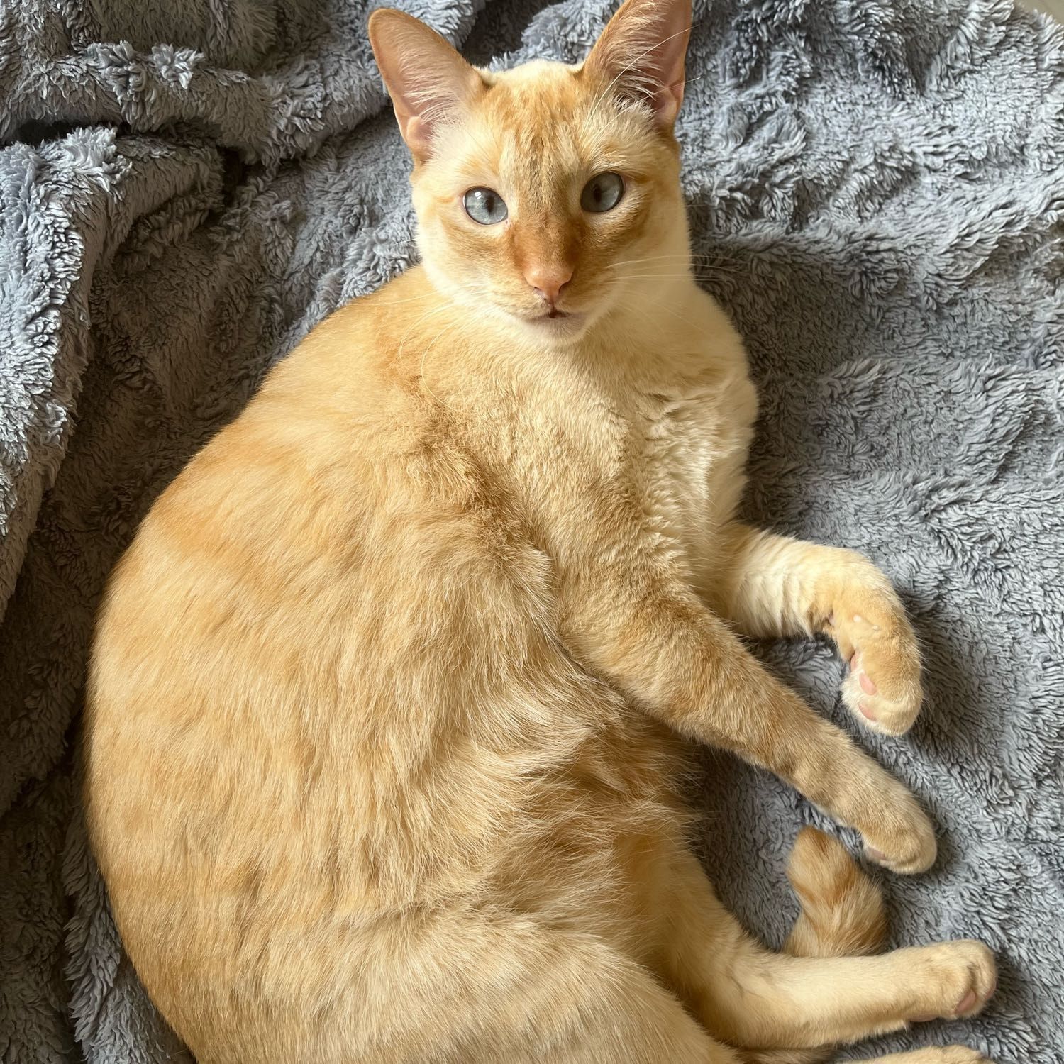 Portrait de Flocon, la cat