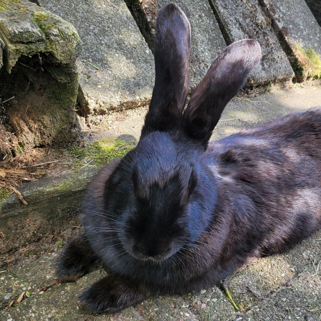Portretfoto van Snuffel, de rabbit