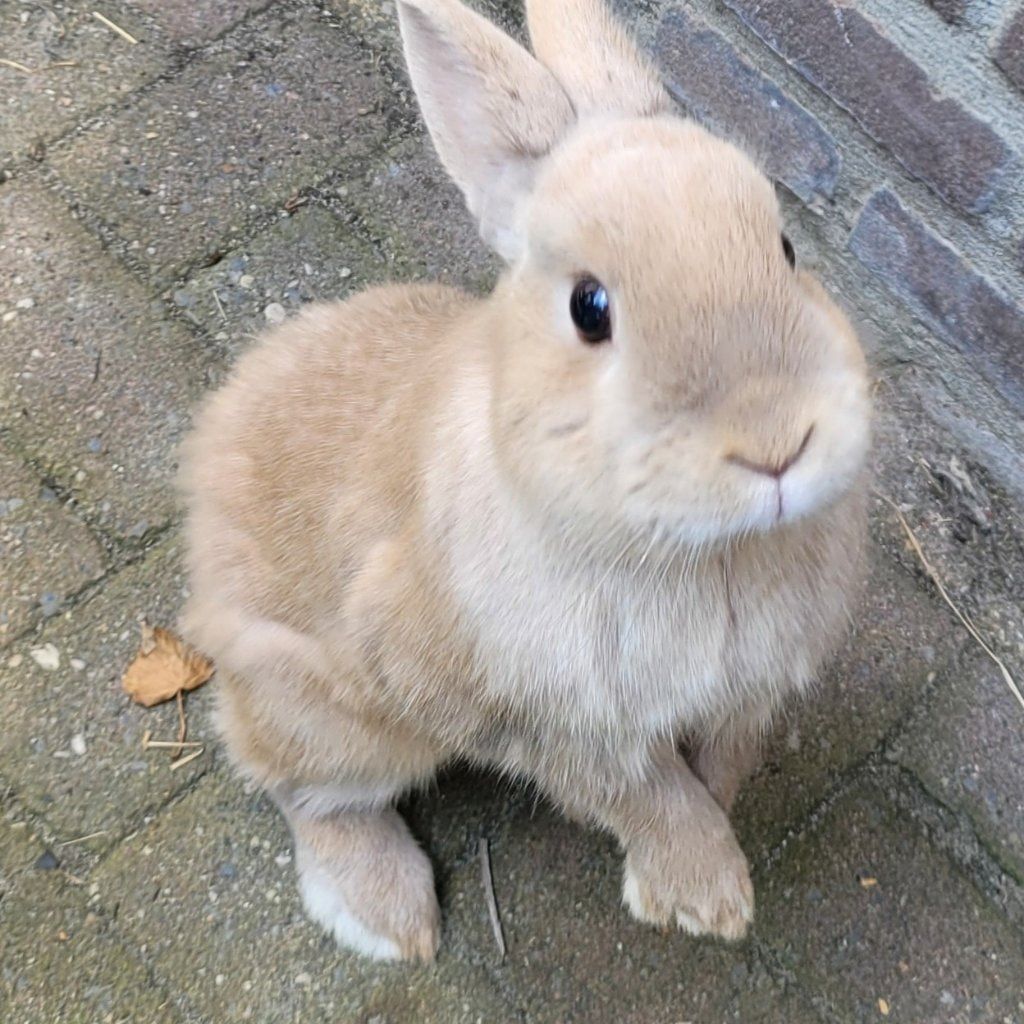 Portretfoto van Binky, de rabbit